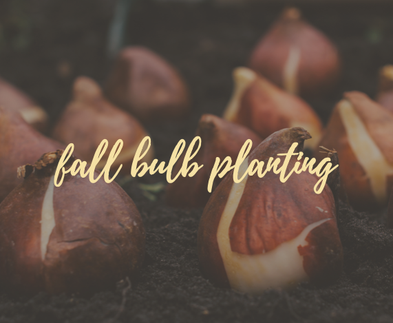Fall Bulb Planting