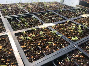 Seed Starting 101