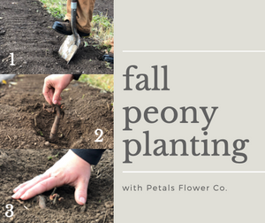 Planting Peony Eye-Roots in the Fall